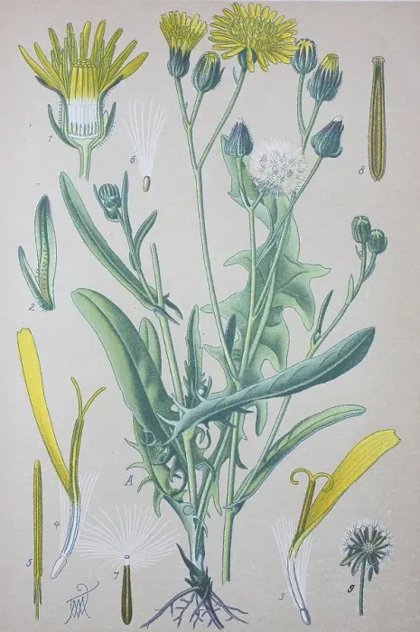 Framed Print : Rough hawksbeard (Crepis biennis)