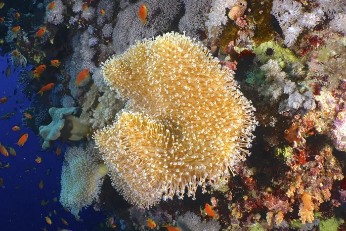 Framed Print : Rough leather coral (Sarcophyton glaucum) with open polyps