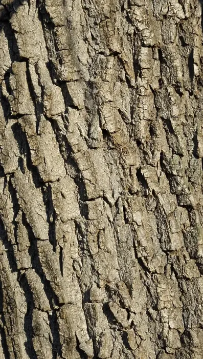 Framed Print : Rough White Willow (Salix alba) bark Framed Print : Rough White Willow (Salix alba) bark