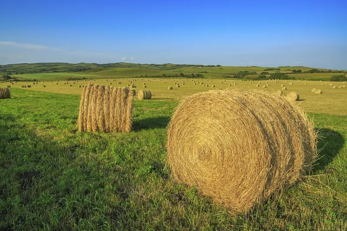 Framed Print : Round bales of hay in a farm field in the foothills of southern Alberta