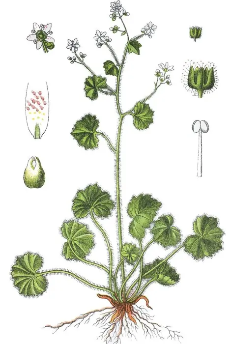 Framed Print : Round-leafed saxifrage (Saxifraga rotundifolia) Framed Print : Round-leafed saxifrage (Saxifraga rotundifolia)