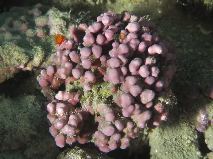 Framed Print : Round, pink-coloured red algae (Llithophyllum racemus) on a reef Framed Print : Round, pink-coloured red algae (Llithophyllum racemus) on a reef