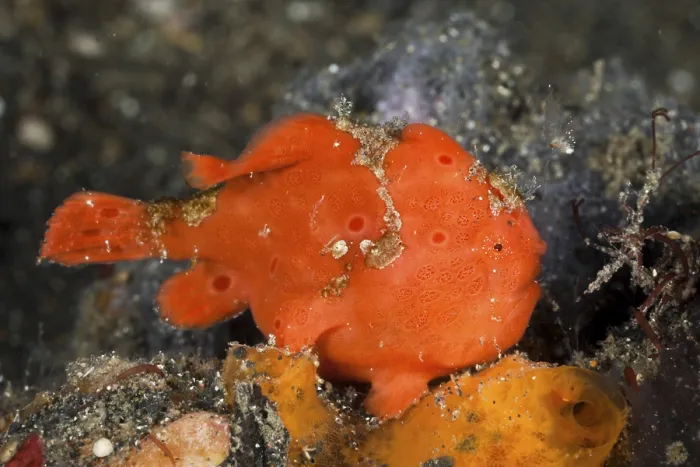 Framed Print : Round spotted frogfish moves fishing rod 2 Framed Print : Round spotted frogfish moves fishing rod 2