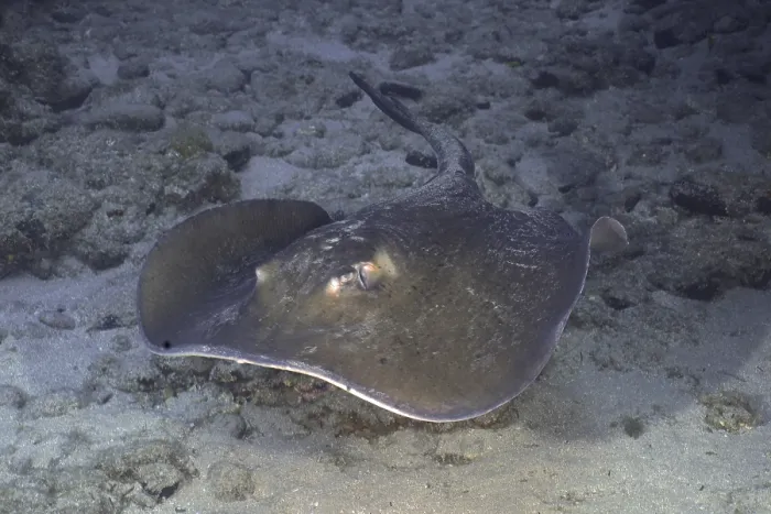 Framed Print : Round stingray (Taeniura grabata)