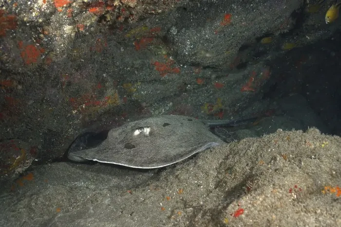 Framed Print : Round stingray (Taeniura grabata) in a cave Framed Print : Round stingray (Taeniura grabata) in a cave
