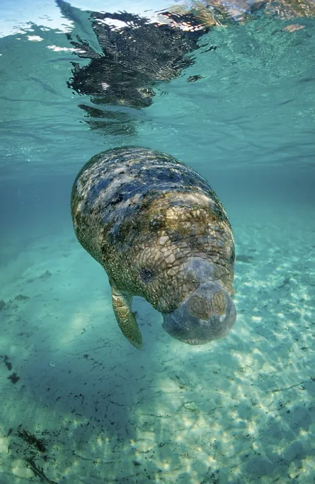 Framed Print : Round-tailed manatee, juvenile Framed Print : Round-tailed manatee, juvenile
