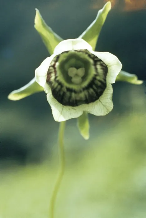 Framed Print : Roundleaf Asiabell Codonopsis rotundifolia