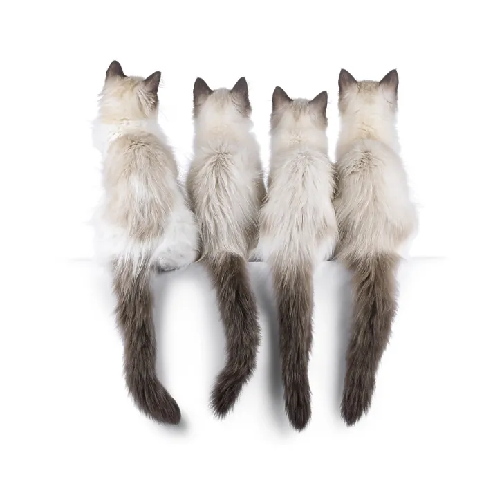 Framed Print : Row of 4 ragdoll cat kittens, sitting backwards beside each other on an edge