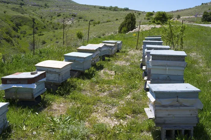 Framed Print : Row of beehives on a green meadow in a rural setting