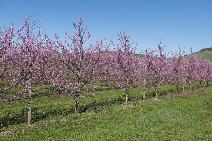 Framed Print : Row of blossoming peach trees in an orchard Framed Print : Row of blossoming peach trees in an orchard