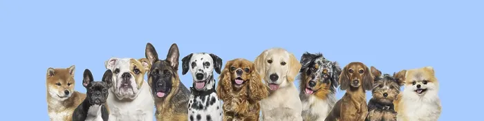 Framed Print : Row of different size and breed dogs over blue horizontal social media or web banner with copy space for text