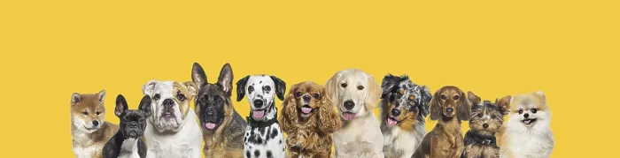 Framed Print : Row of different size and breed dogs over yellow horizontal social media or web banner with copy space for text