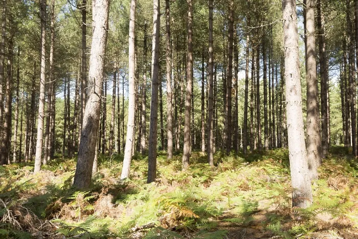 Framed Print : Rows of coniferous pine trees in forestry plantation