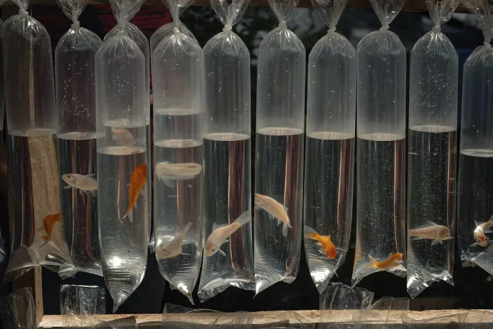 Framed Print : Rows of plastic bags containing juvenile koi fish or fingerling displayed for sale at an outdoor market