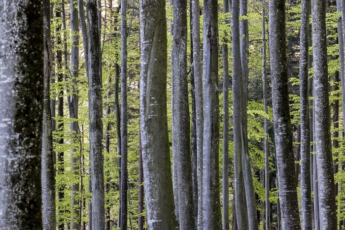 Framed Print : Rows of tall trees stretch through the green Framed Print : Rows of tall trees stretch through the green