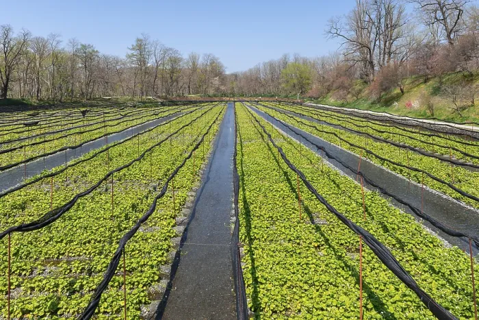 Framed Print : Rows of Wasabi plants in water Framed Print : Rows of Wasabi plants in water
