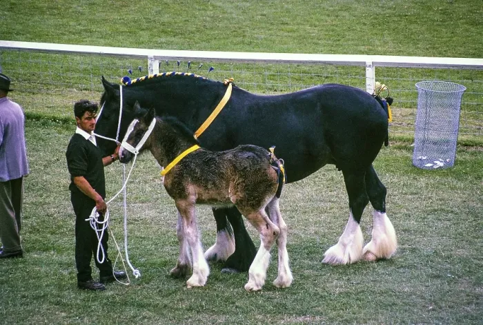 Framed Print : Royal Agricultural Society of England show, The Royal Show, Stoneleigh, Warwickshire, England, UK 1967 Shire Horse mare and foal