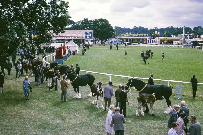 Framed Print : Royal Agricultural Society of England show, The Royal Show, Stoneleigh, Warwickshire, England, UK 1967 Shire Horse mares and foals