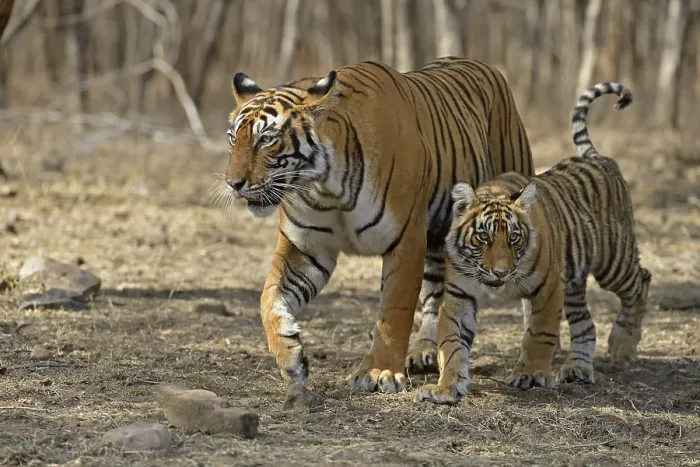 Framed Print : Royal Bengal tigers, mother and one small cub
