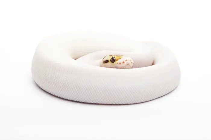 Framed Print : Royal Python (Python regius), Bumble Bee Piebald