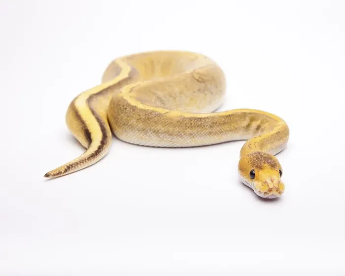 Framed Print : Royal python (Python regius), Champagne Calico Framed Print : Royal python (Python regius), Champagne Calico