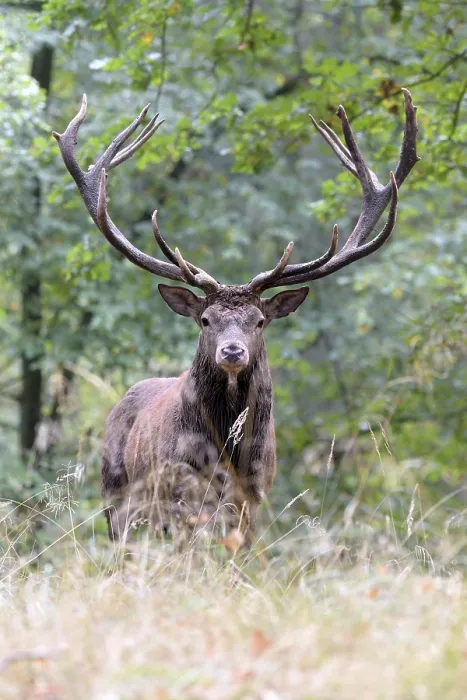 Framed Print : Royal stag, red deer (Cervus elaphus) stands in autumn forest Framed Print : Royal stag, red deer (Cervus elaphus) stands in autumn forest