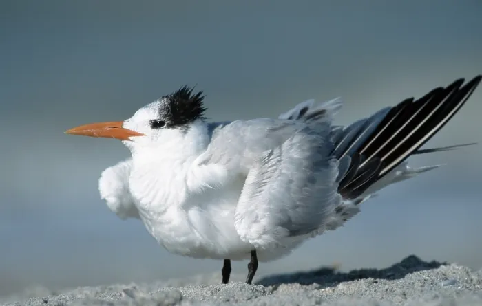 Framed Print : Royal Tern (Thalasseus maximus) Sanibel Island