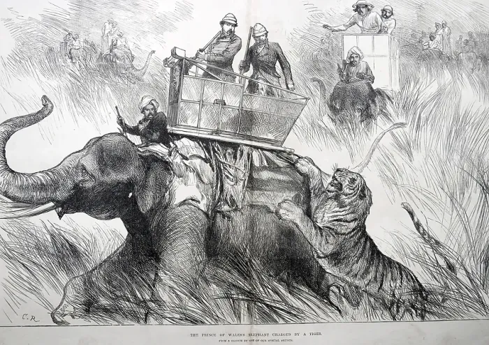 Framed Print : Royalty on Tour The Prince of Waless Elephant Charged by Tiger, India, As ia