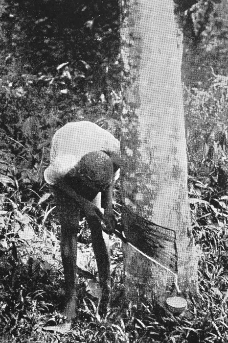 Framed Print : Rubber extraction, 1935, Cameroon Framed Print : Rubber extraction, 1935, Cameroon