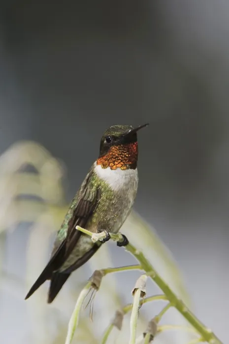 Framed Print : Ruby-throated Hummingbird (Archilochus colubris) Framed Print : Ruby-throated Hummingbird (Archilochus colubris)