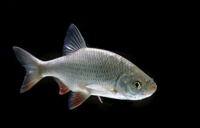 Framed Print : Rudd (Scardinius erythrophthalmus) Framed Print : Rudd (Scardinius erythrophthalmus)