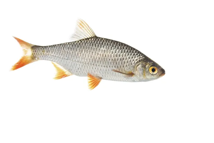 Framed Print : Rudd (Scardinius erythrophthalmus)