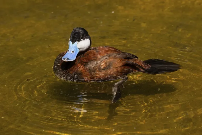 Framed Print : The ruddy duck (Oxyura jamaicensis) is a duck from North America