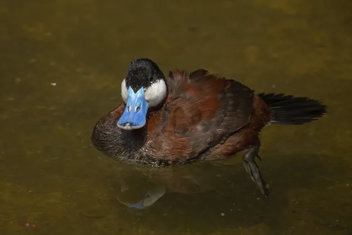 Framed Print : The ruddy duck (Oxyura jamaicensis) is a duck from North America