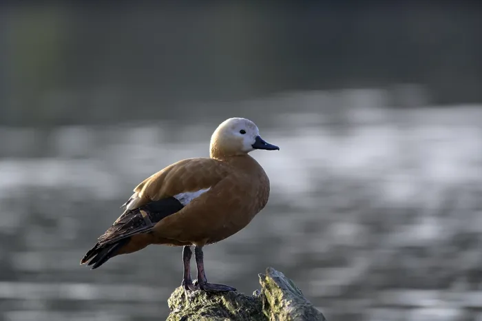 Framed Print : Ruddy shelduck (Tadorna ferruginea) Framed Print : Ruddy shelduck (Tadorna ferruginea)