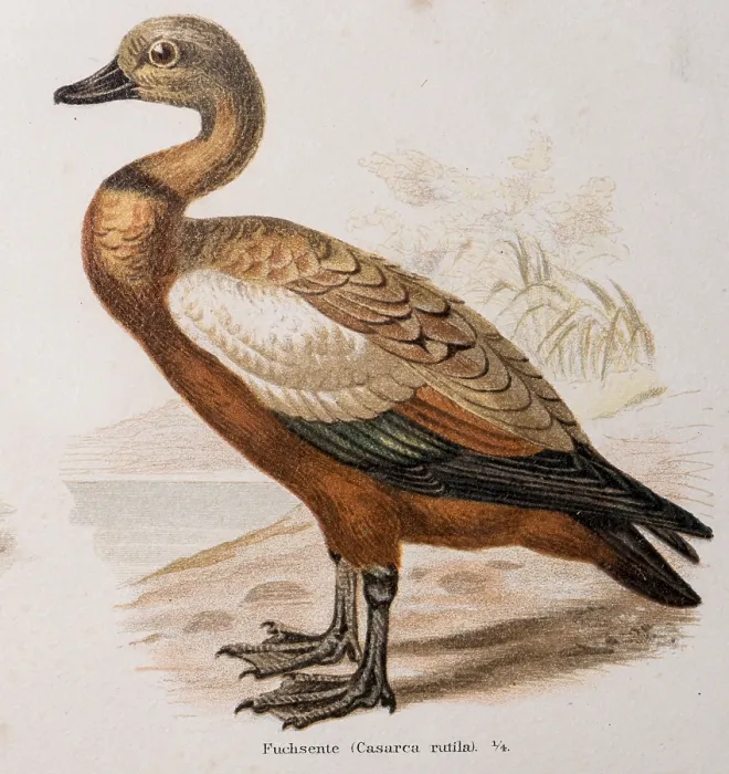Framed Print : Ruddy shelduck (Tadorna ferruginea) Framed Print : Ruddy shelduck (Tadorna ferruginea)