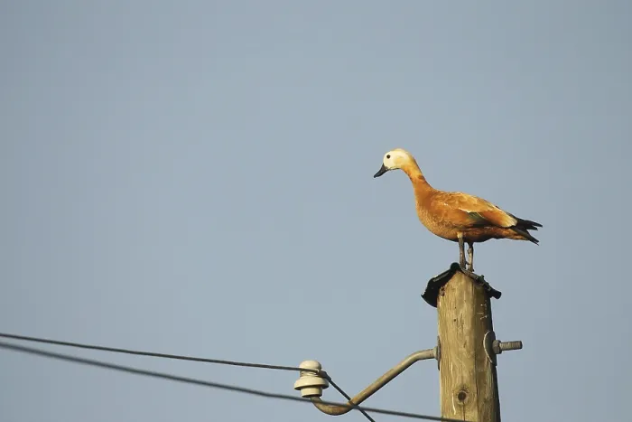 Framed Print : Ruddy shelduck (Tadorna ferruginea) female animal resting on a power pole Framed Print : Ruddy shelduck (Tadorna ferruginea) female animal resting on a power pole