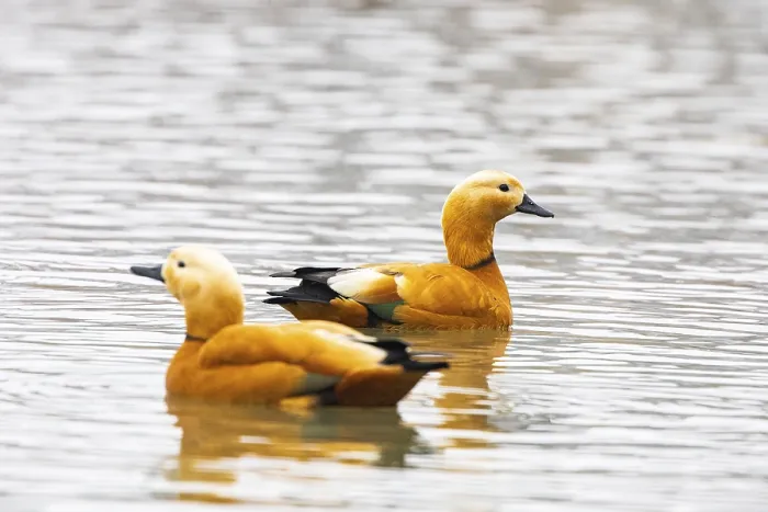 Framed Print : Ruddy shelduck (Tardora ferruginea) Germany