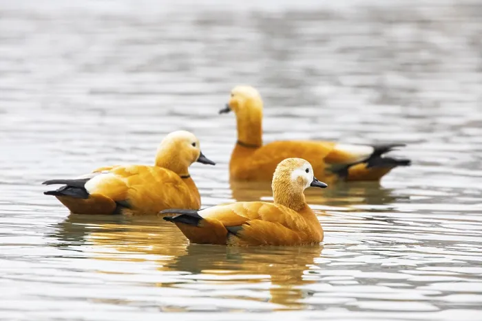 Framed Print : Ruddy shelduck (Tardora ferruginea) Germany