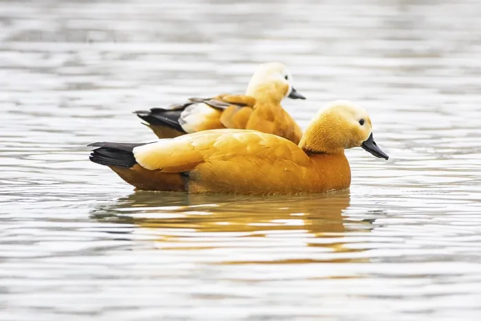 Framed Print : Ruddy shelduck (Tardora ferruginea) Germany