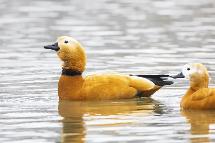 Framed Print : Ruddy shelduck (Tardora ferruginea) Germany