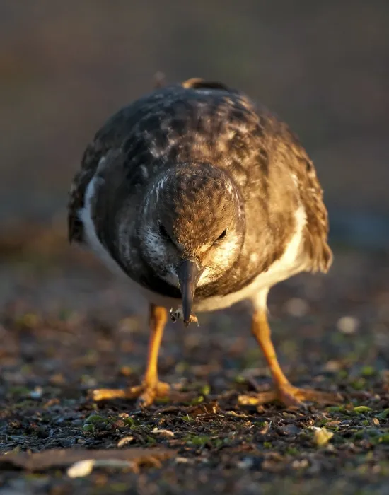 Framed Print : Ruddy turnstone (Arenaria interpres)