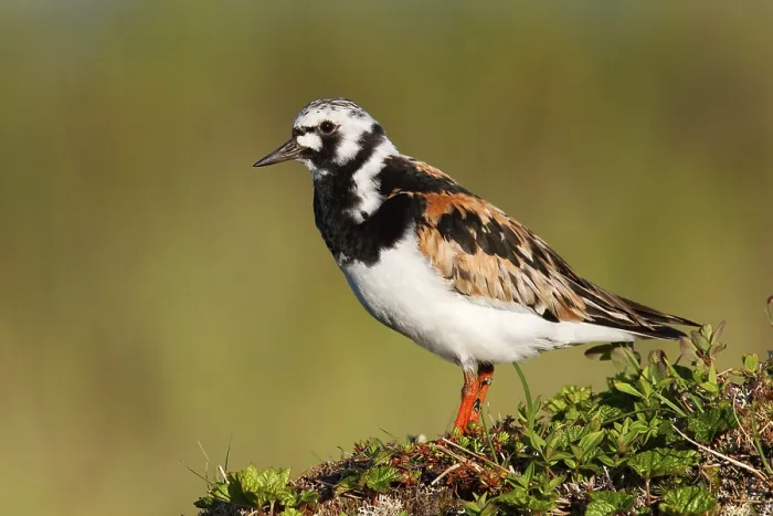 Framed Print : Ruddy Turnstone (Arenaria interpres) Framed Print : Ruddy Turnstone (Arenaria interpres)
