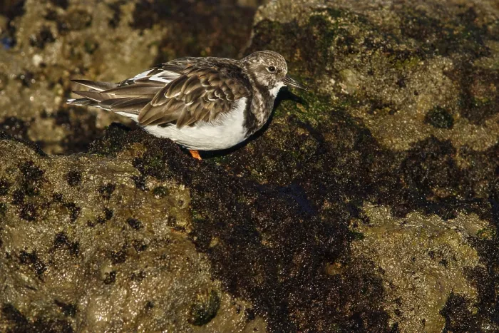 Framed Print : Ruddy Turnstone (Arenaria interpres) feeding amongst the rocks Framed Print : Ruddy Turnstone (Arenaria interpres) feeding amongst the rocks