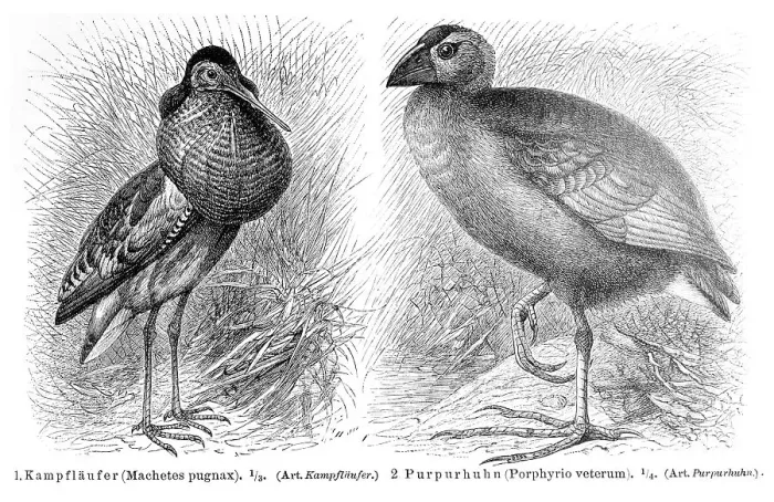 Framed Print : Ruff (Machetes pugnax), purple gllinule (Porphyrio veterum)