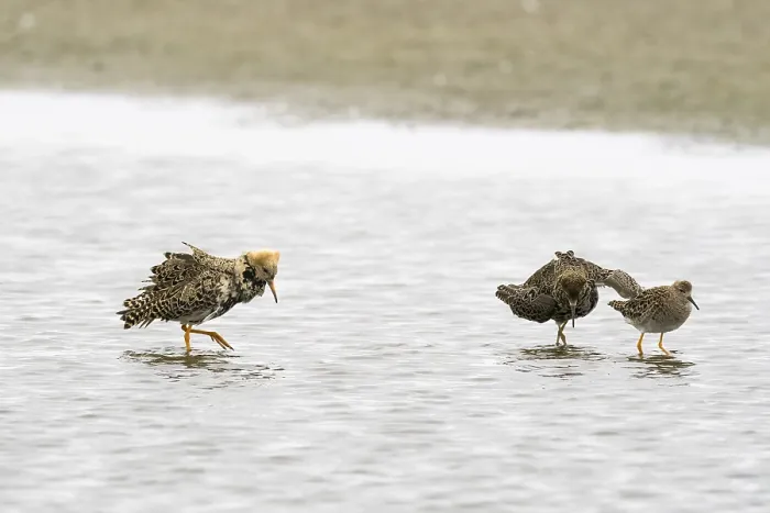 Framed Print : Ruff (Philomachus pugnax), courtship behaviour Framed Print : Ruff (Philomachus pugnax), courtship behaviour