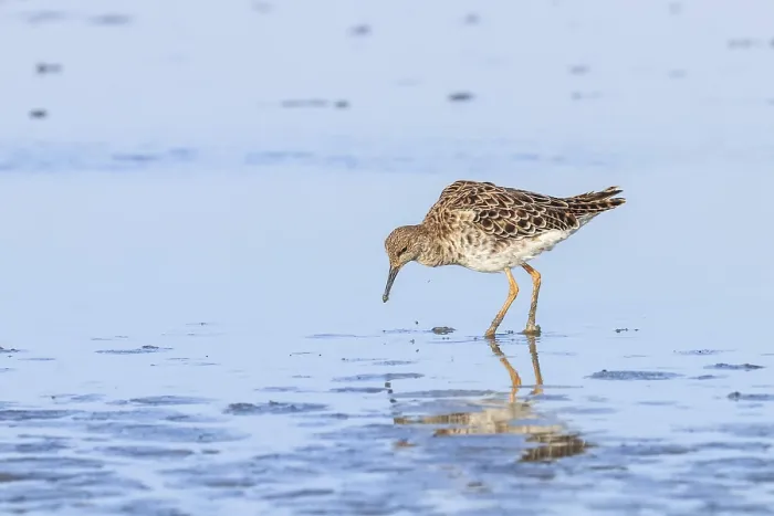 Framed Print : Ruff water bird (Philomachus pugnax) Ruff in water Framed Print : Ruff water bird (Philomachus pugnax) Ruff in water