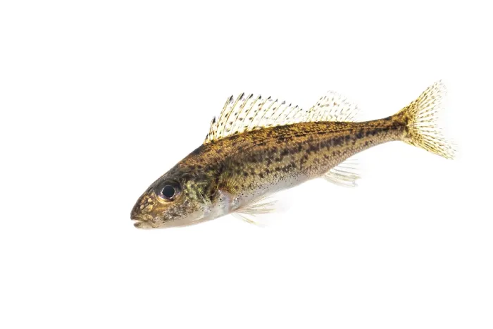 Framed Print : Ruffe (Gymnocephalus cernua), fish Framed Print : Ruffe (Gymnocephalus cernua), fish