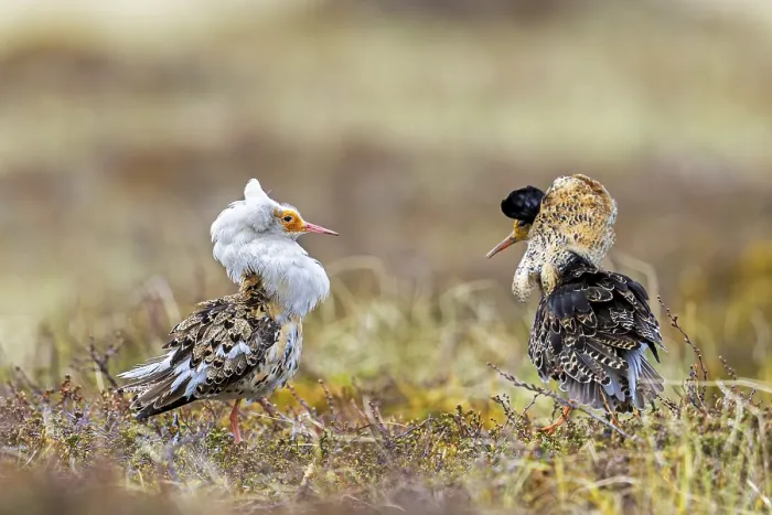 Framed Print : Two ruffs (Calidris pugnax) Framed Print : Two ruffs (Calidris pugnax)