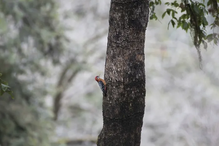 Framed Print : Rufous bellied Woodpecker bird on tree trunk Framed Print : Rufous bellied Woodpecker bird on tree trunk